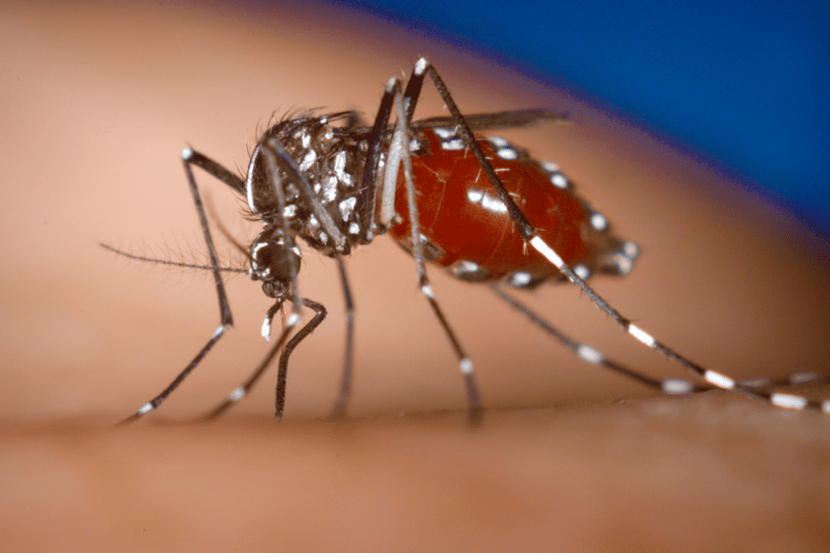 Pangasinan Dengue
